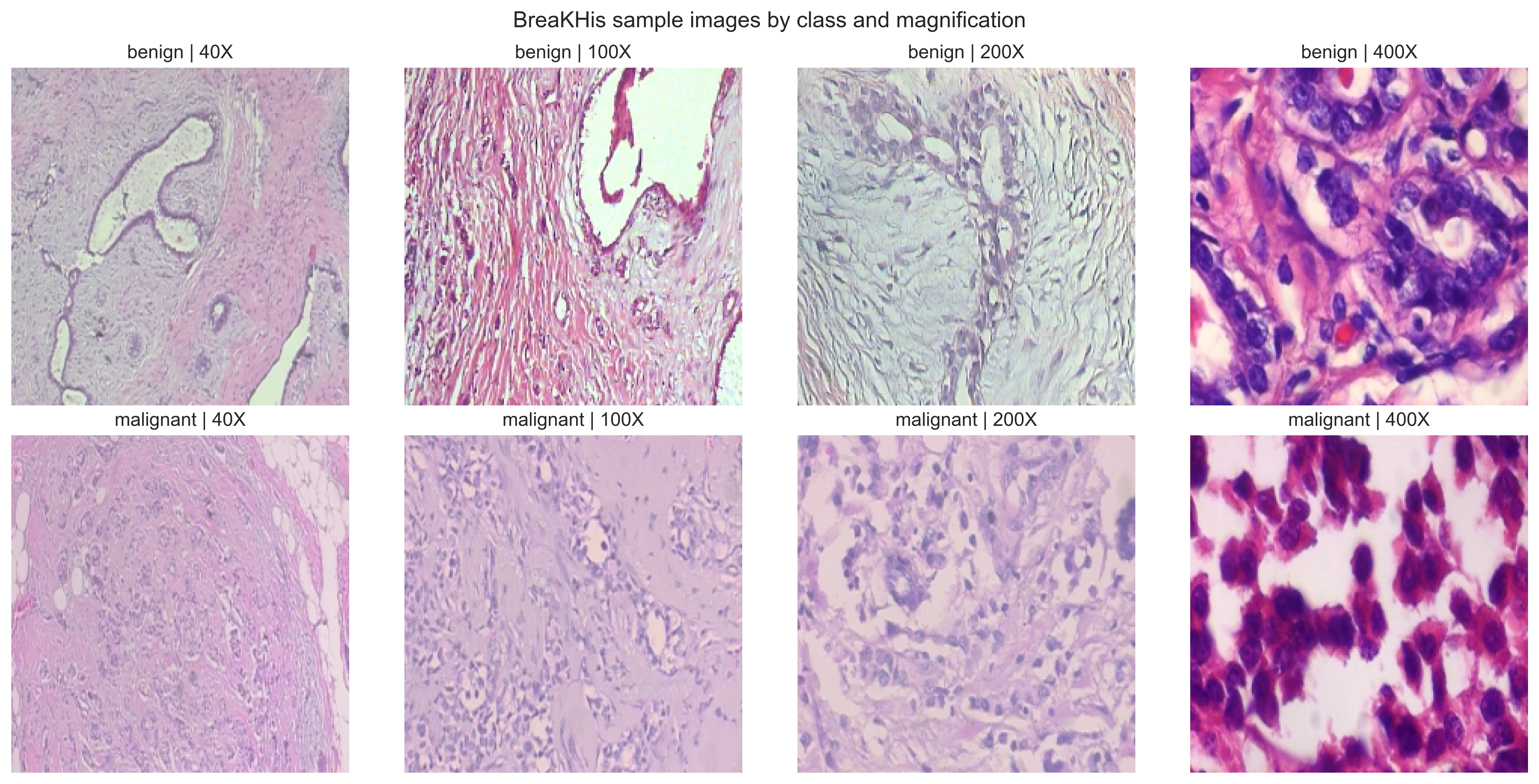 Representative sample mosaic used to ground the visual variability of the image branch.